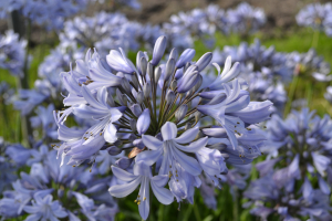 Agapanthus &#039;Rotterdam&#039; (à feuillage caduque)