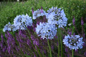 Agapanthus 'Rotterdam' (bladverliezend)