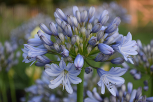 Agapanthus 'Rotterdam' (bladverliezend)