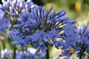 Agapanthus 'Rotterdam' (bladverliezend)