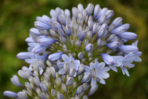 Agapanthus 'Rotterdam' (bladverliezend)