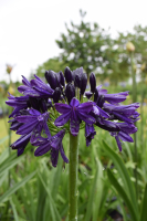 Agapanthus 'Royal velvet' (bladverliezend)