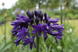 Agapanthus 'Royal velvet' (bladverliezend)