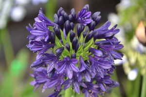 Agapanthus 'Royal velvet' (bladverliezend)