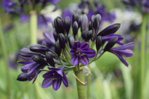 Agapanthus 'Royal velvet' (bladverliezend)