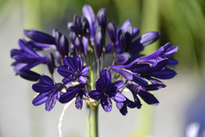 Agapanthus 'Royal velvet' (bladverliezend)