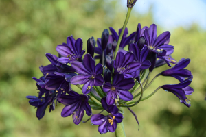 Agapanthus 'Royal velvet' (bladverliezend)