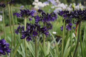 Agapanthus 'Royal velvet' (bladverliezend)