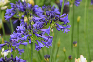 Agapanthus 'Sandringham' (bladverliezend)