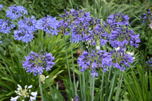 Agapanthus 'Sandringham' (bladverliezend)