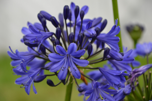 Agapanthus 'Scooby blue ®' (bladhoudend)