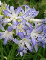 Agapanthus 'Sea breeze ®' (bladverliezend)