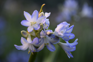 Agapanthus 'Sea breeze ®' (bladverliezend)