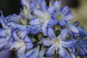 Agapanthus 'Sea breeze ®' (bladverliezend)