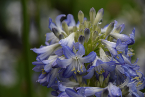 Agapanthus 'Sea breeze ®' (bladverliezend)