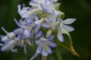 Agapanthus 'Sea breeze ®' (bladverliezend)