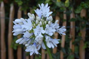 Agapanthus 'Selma bock' (bladhoudend)