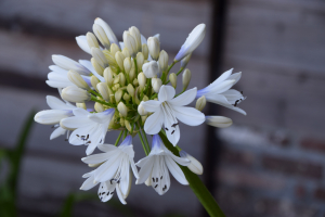 Agapanthus 'Selma bock' (bladhoudend)