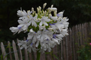 Agapanthus 'Selma bock' (bladhoudend)