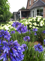 Agapanthus 'Septemberhemel'