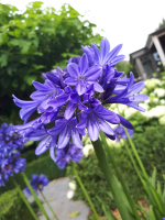 Agapanthus 'Septemberhemel'