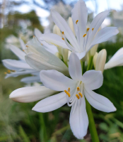 Duplicaat van Agapanthus 'Shona ®' (bladhoudend)