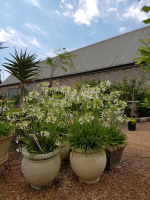 Duplicaat van Agapanthus 'Shona ®' (bladhoudend)