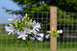 Agapanthus 'Silver baby' (bladhoudend)