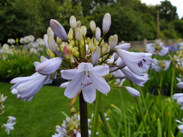 Agapanthus 'Silver mist' (bladverliezend)