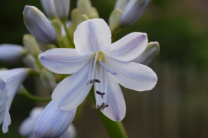 Agapanthus 'Silver mist' (bladverliezend)