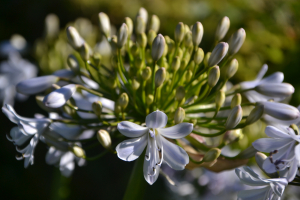 Agapanthus 'Silver mist' (bladverliezend)