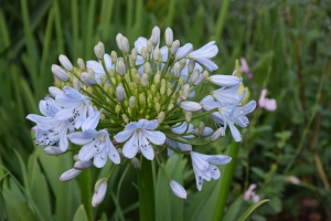 Agapanthus 'Silver mist' (bladverliezend)