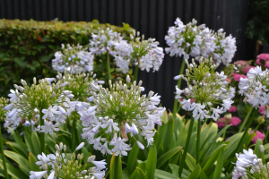 Agapanthus 'Silver mist' (bladverliezend)