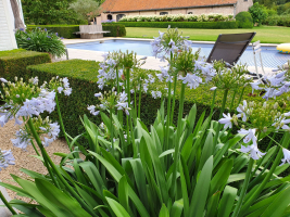 Agapanthus 'Silver mist' (bladverliezend)