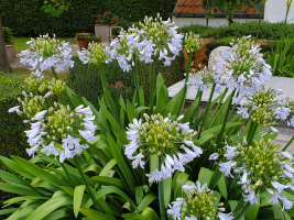 Agapanthus 'Silver mist' (bladverliezend)