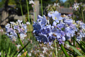 Agapanthus 'Silver mist' (bladverliezend)