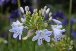 Agapanthus 'Silver mist' (bladverliezend)