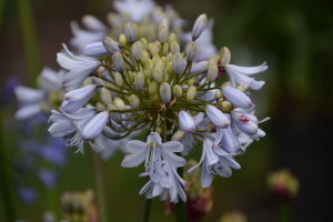 Agapanthus 'Silver mist' (bladverliezend)