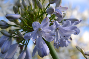 Agapanthus 'Silver mist' (bladverliezend)