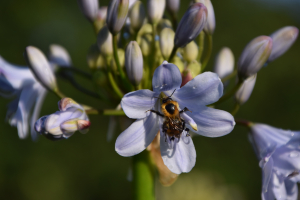 Agapanthus 'Silver mist' (bladverliezend)