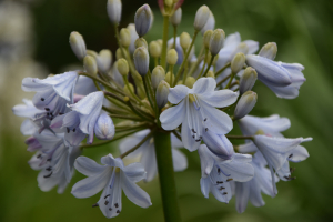 Agapanthus 'Silver mist' (bladverliezend)