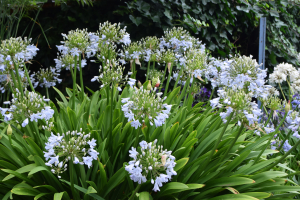 Agapanthus 'Silver mist' (bladverliezend)