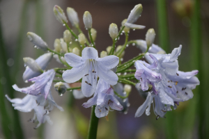 Agapanthus 'Silver mist' (bladverliezend)