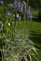 Agapanthus 'Silver Moon ®' (bladverliezend)