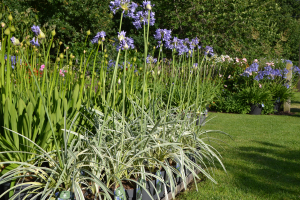 Agapanthus 'Silver Moon ®' (bladverliezend)