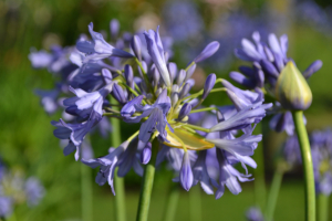 Agapanthus 'Silver Moon ®' (bladverliezend)