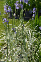 Agapanthus 'Silver Moon ®' (bladverliezend)