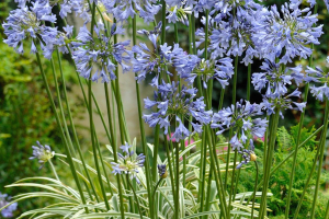 Agapanthus 'Silver Moon ®' (bladverliezend)