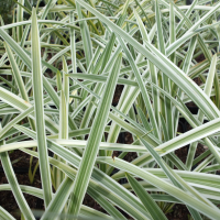 Agapanthus 'Silver Moon ®' (bladverliezend)