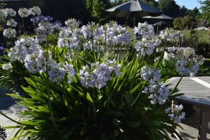 Agapanthus 'Silver mist' (bladverliezend)